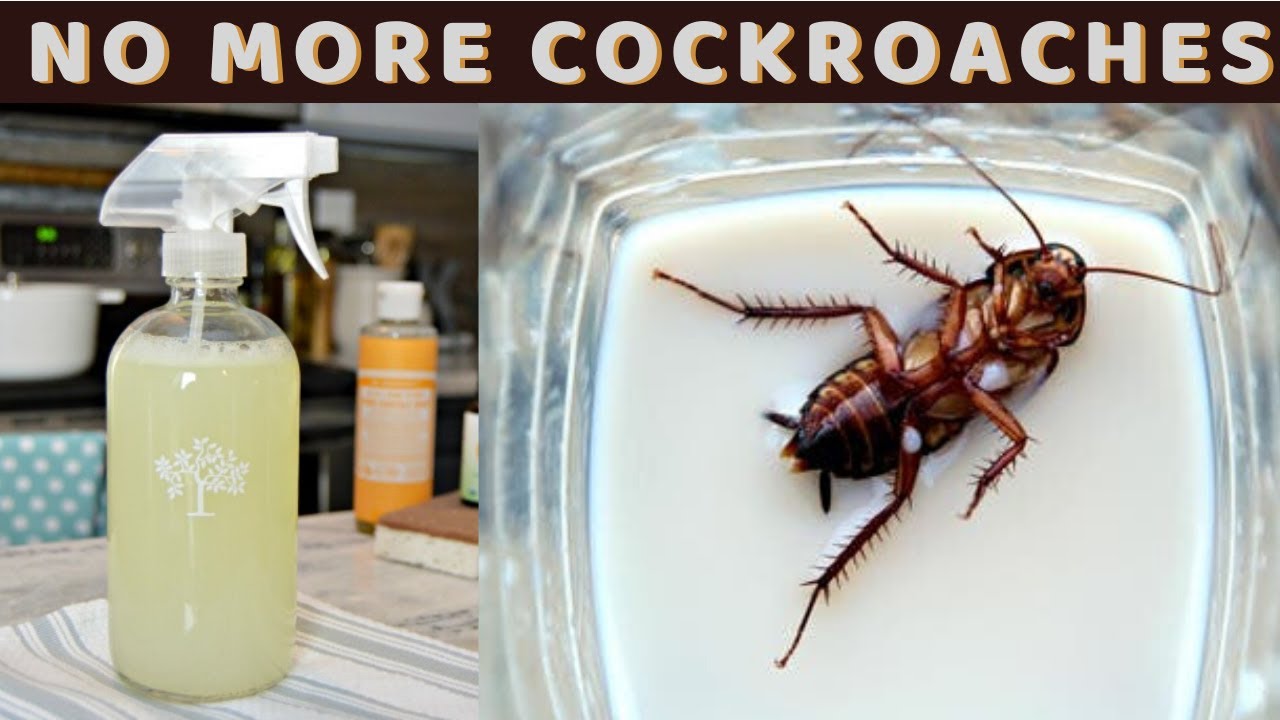 How To Safely Get Rid Of Cockroaches Fast?