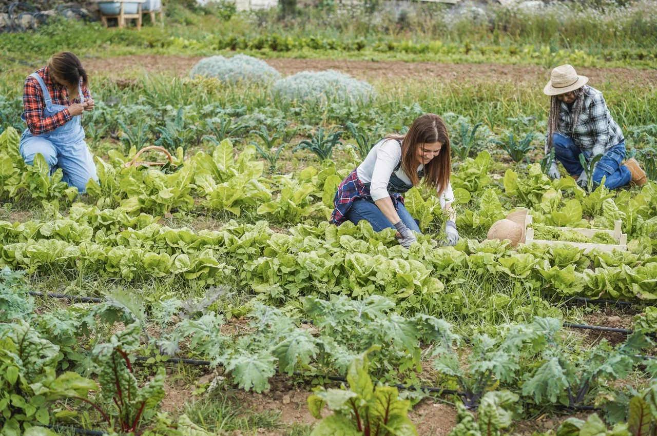 Sustainable Gardening: A Beginner's Guide to Eco-Friendly Growing